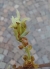 Südlicher Zürgelbaum, Blüten weiblich u. männlich