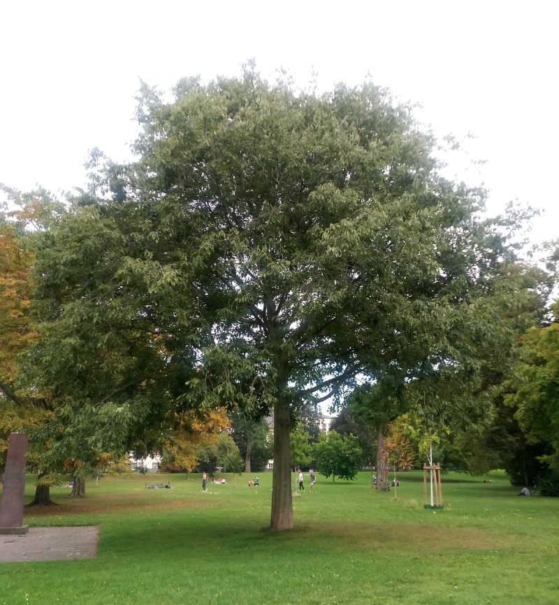 Südlicher Zürgelbaum