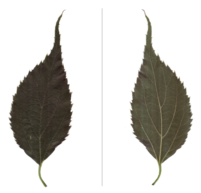 Blatt des Südlichen Zürgelbaums