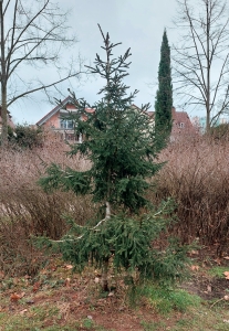 0000: Orient-Fichte in Darmstadt