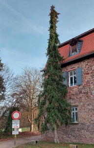 0000: Serbische Fichte