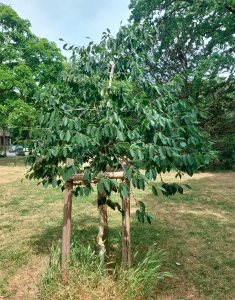 0000: Orient-Buche in Darmstadt