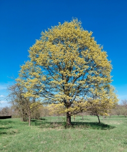0000: Spitz-Ahorn in Darmstadt