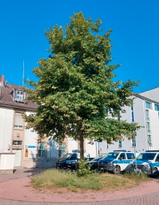 15: Morgenländische Platane
