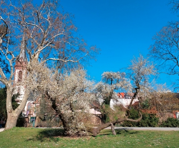 178: Kirsch-Pflaume in Darmstadt