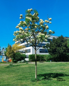 185: Blumen-Esche