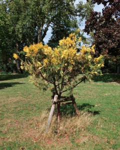 188a: Kalifornische Flusszeder 'Aureovariegata'