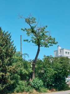 190: Chinesischer Blauglockenbaum