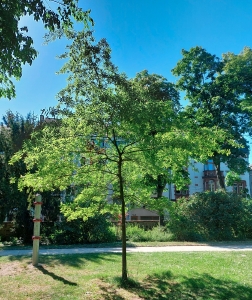 0000: Weiden-Eiche in Darmstadt