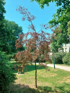 0000: Rot-Buche 'Ansorgei' in Darmstadt