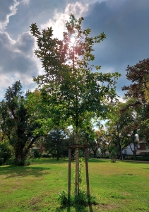 260: Morgenländische Platane in Darmstadt