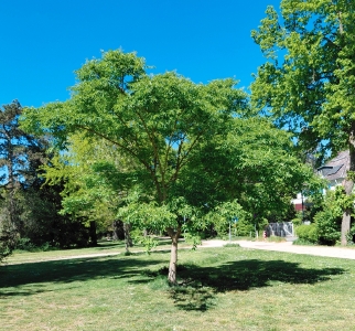 260: Amur-Korkbaum in Darmstadt
