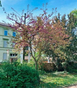 0000: Gewöhnlicher Judasbaum in Darmstadt