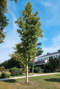 455: Amerikanische Platane in Darmstadt