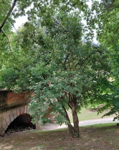 49A: Schwarzer Holunder (mehrstämmiger Baum) in Darmstadt