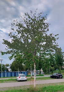 5: Lindenblättrige Birke