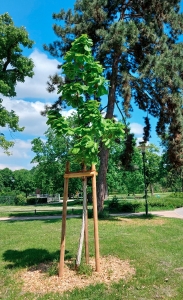 0000: Japanische Kaiser-Eiche in Darmstadt