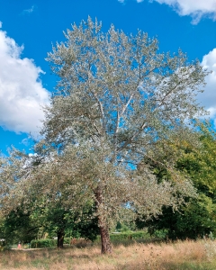 6: Silber-Pappel