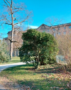 0000: Westlicher Erdbeerbaum in Darmstadt
