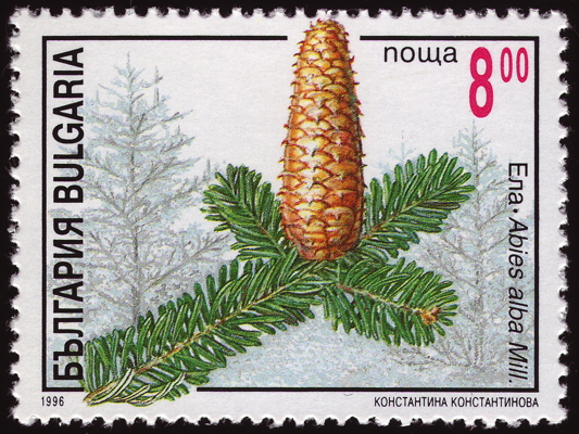 Briefmarke: Weiß-Tanne, Bulgarien, 1996