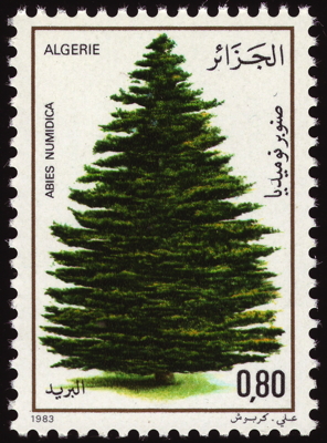 Briefmarke: Numidische Tanne, Algerien, 1983