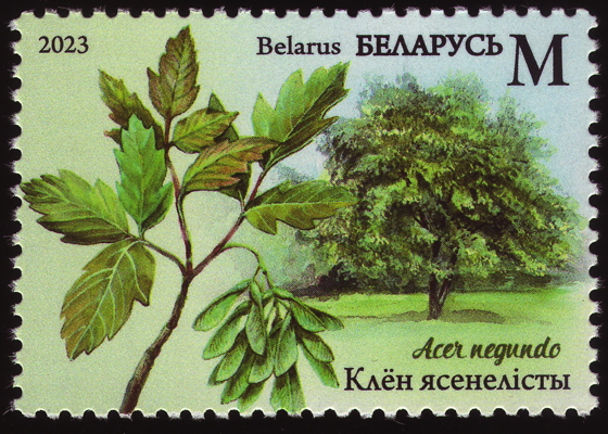 Eschen-Ahorn auf Briefmarke, Weißrussland, 2023 