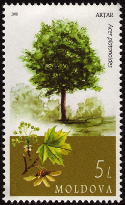 Spitz-Ahorn auf Briefmarke, Moldawien, 2018 