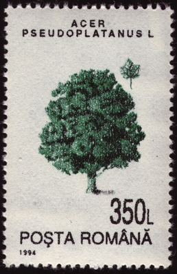 Berg-Ahorn auf Briefmarke, Rumänien, 1994 