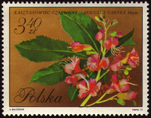 Briefmarke: Rote Roßkastanie, Polen, 1972