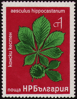 Gewöhnliche Roßkastanie auf Briefmarke, Bulgarien, 1976 