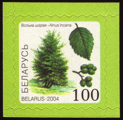 Grau-Erle auf Briefmarke, Weißrussland, 2004