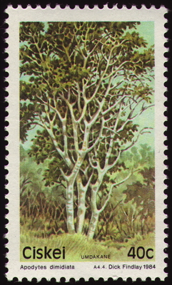 Briefmarke: Apodytes dimidiata (White pear), Südafrika, Ciskei, 1984