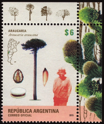 Chilenische Araukarie auf Briefmarke, Argentinien, 2015
