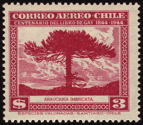 Chilenische Araukarie auf Briefmarke, Chile, 1948