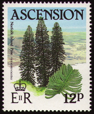 Briefmarke: Säulen-Araukarie, Ascension, 1985