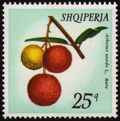 Briefmarke: Westlicher Erdbeerbaum, Albanien, 1972