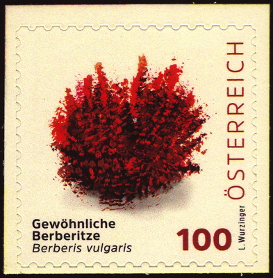 Gewöhnliche Berberitze auf Briefmarke, Österreich, 2025
