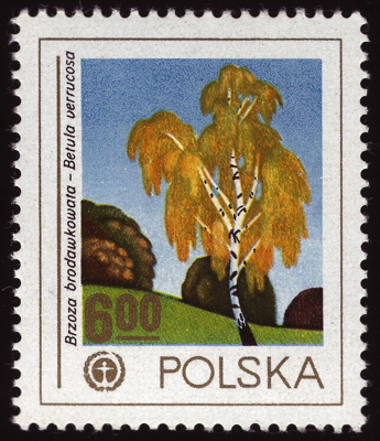 Briefmarke: Hänge-Birke, Polen, 1978