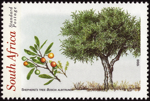 Briefmarke: Hirtenbaum, Südafrika, 1998