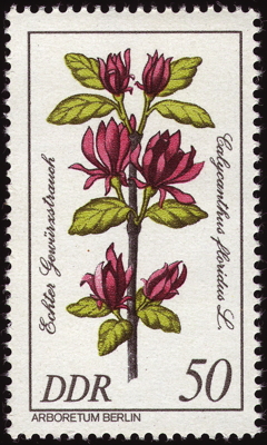 Briefmarke: Echter Gewürzstrauch, DDR, 1981