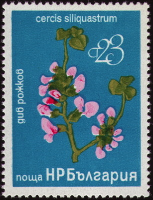 Briefmarke: Gewöhnlicher Judasbaum, Bulgarien, 1976