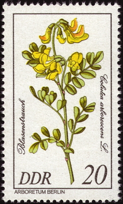 Briefmarke: Gewöhnlicher Blasenstrauch, DDR, 1981