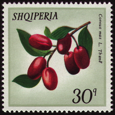 Gewöhnliche Kornelkirsche auf Briefmarke, Albanien, 1972