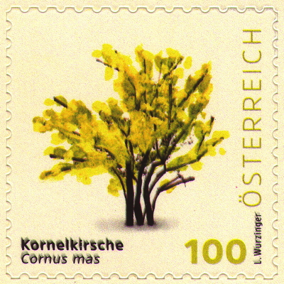 Gewöhnliche Kornelkirsche auf Briefmarke, Österreich, 2025