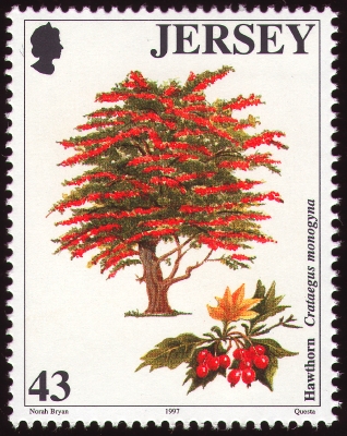 Eingriffliger Weißdorn auf Briefmarke, Jersey, 1997