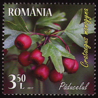 Eingriffliger Weißdorn auf Briefmarke, Rumänien, 2017