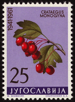 Eingriffliger Weißdorn auf Briefmarke, Jugoslawien, 1961