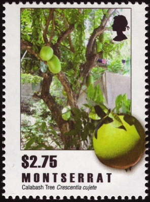 Briefmarke: Kalebassenbaum, Montserrat, 2009