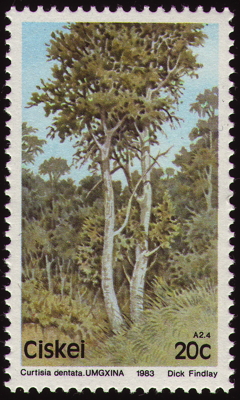 Briefmarke: Assegai-Baum, Südafrika, Ciskei, 1983