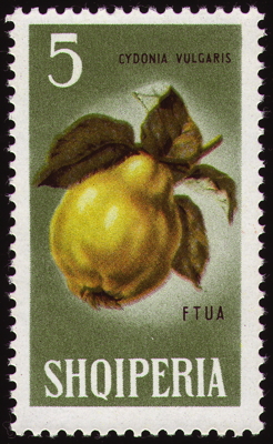 Echte Quitte auf Briefmarke, Albanien, 1965